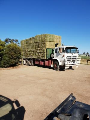  - This Season Rye Grass Hay - small squares in packs of 21 - Approximately 1000 - To Be SOLD by the Bale