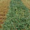 New Season Wheaten Hay For Sale 