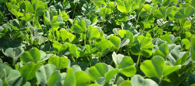 WANTED Dalkeith Sub Clover