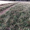 Ryegrass & Clover Hay  4'8
