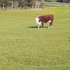 Hereford bull