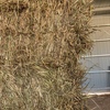 130mt Barley Hay 650kg 8x4x3 Bales (New Season)