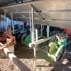 Sfoggia Vegetable Transplanter