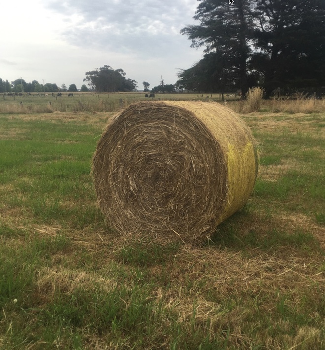 Pasture Hay 40 Bales