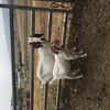 Goats Boer Nannies with kids at foot.