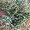 Mobey Barley Hay