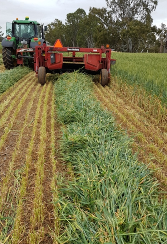 Wheaten Hay 650kg 8x4x3 Bales (Not available for another 3 weeks or so)