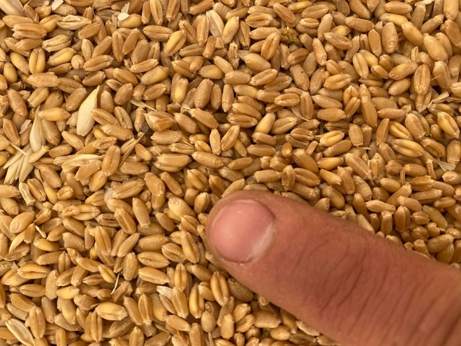 Wheat seed for sale - Naparoo awnless