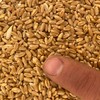 Wheat seed for sale - Naparoo awnless