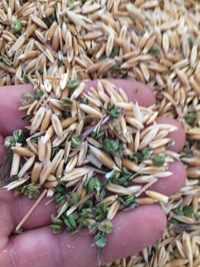 Feed Oats with some Lucerne Pods 