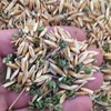 Feed Oats with some Lucerne Pods 