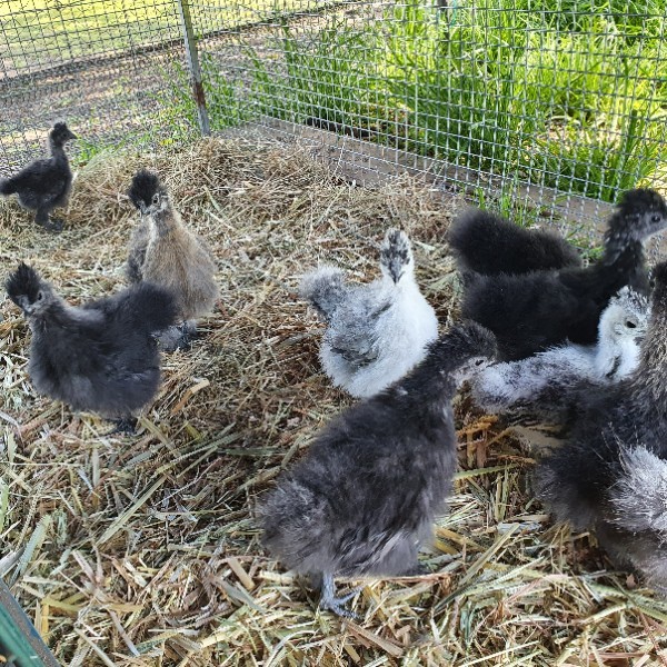 Silkie Bantam chicks