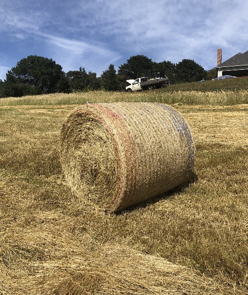 50 4x4 Round Bales of Clover, Rye, Phalaris & Cocksfoot