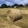 50 4x4 Round Bales of Clover, Rye, Phalaris & Cocksfoot