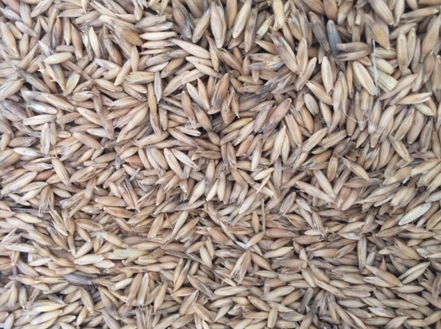120/mt of Blackbutt Oats