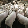 154 composite ewe lambs 12 months old