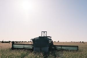 buffel seed 