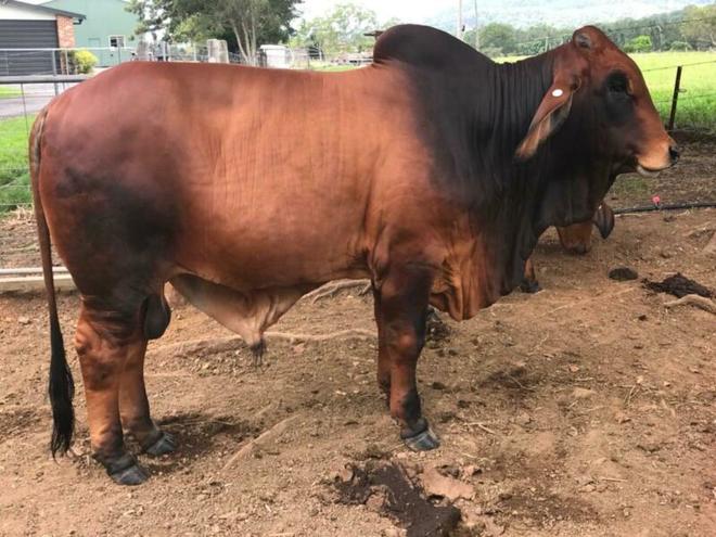 Brahman Bull