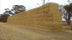 100mt Clover Hay 550-600kg 8x4x3 Bales