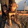 Kelpie Pup’s 
