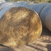 Oaten Hay Rounds 
