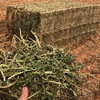 Vetch Hay 8x4x3  Bales  Inquire for Delivered Price