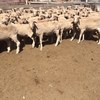 160 x Merino Ewes