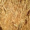 320 Bales of Canola Hay Shedded 8x4x3 