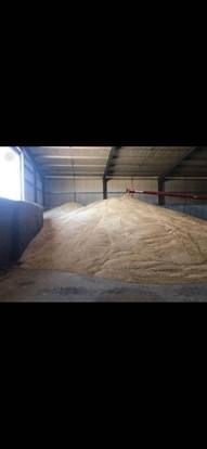 High Protein Feed Barley