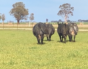 12 x PTIC Angus Shorthorn Cross Cows to Shorthorn Bull