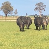 12 x PTIC Angus Shorthorn Cross Cows to Shorthorn Bull