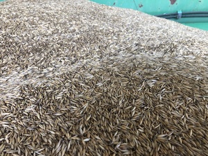 35 m/t Nile Oats