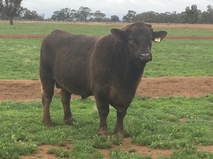Murray Grey x  Black Simmental bull  well mannered  proven breeder
