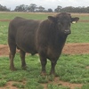 Murray Grey x  Black Simmental bull  well mannered  proven breeder