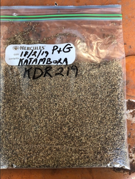 Rhodes Grass Seed  Katambora
