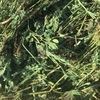 New Season Lucerne hay for sale 