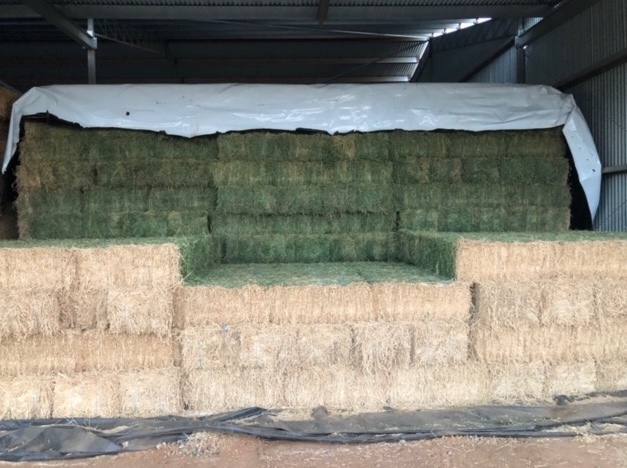 Premium Lucerne (Small Squares)