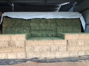 Premium Lucerne (Small Squares)