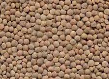 120 tonnes of Machine Dressed Hurricane Lentils
