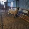 Hampshire Down Flock Rams