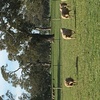 20 ewes scanned in lamb as twins