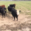 2 Black Baldy Heifers 