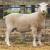 Under Auction - Lot 15 Highlander Ram 190104 (DLE Ram Auction A100- 10th Sept via Auctionsplus) 