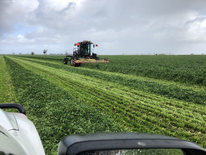 Shaftal Persian Clover Seed