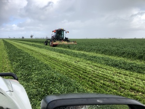 Shaftal Persian Clover Seed