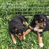 Kelpie Pups 