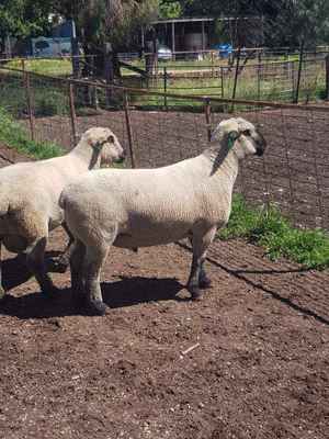 Hampshire Down Flock Rams
