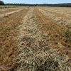 Oaten 5x4 round bales for sale