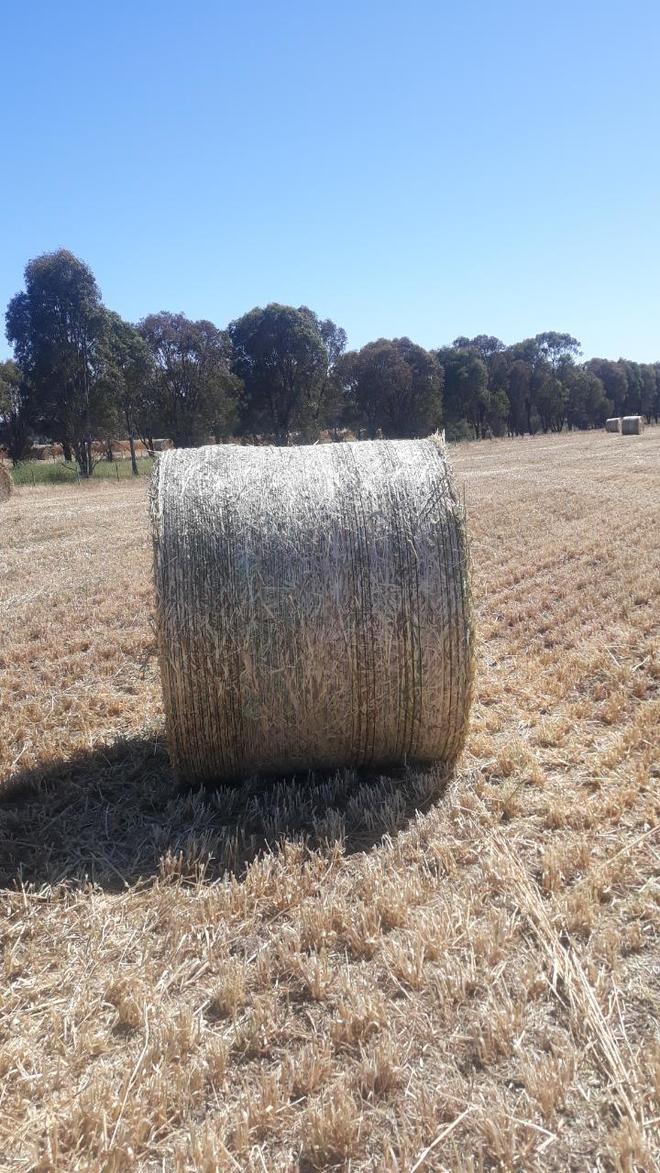 40 m/t New Season Oaten Hay 5x4 Rolls