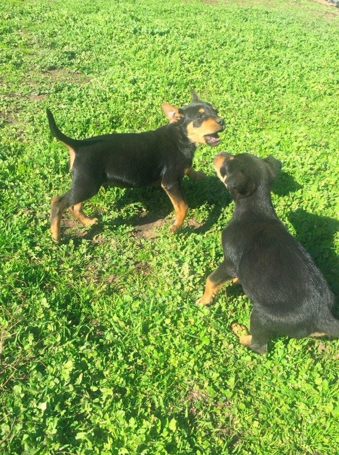 Pure bred kelpie pups for sale